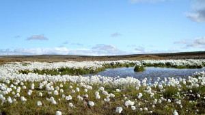 car rental iceland